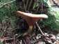 Éger-cölöpgomba (Paxillus rubicundulus), Zemplén
